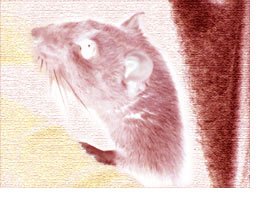 ネズミとダニによる細菌類、感染症